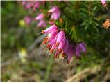 Bistriška planina - Koča na Dobrči